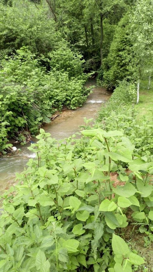 Cottage Forest Stream Visoko Kültér fotó
